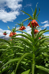Endemic inverted tulip. Endemic inverted tulip that grows in the mountains in Turkey.
Colorful tulips in the forest. Inverted tulip is an endemic species belonging to Anatolian geography.