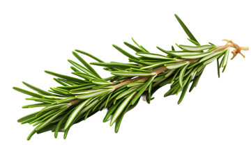 Fototapeta premium Fresh Rosemary Sprig Displayed Against a Clean White Background for Culinary Inspiration and Aromatic Exploration on Transparent PNG Background.