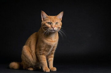 Obraz premium orange cat in the black background