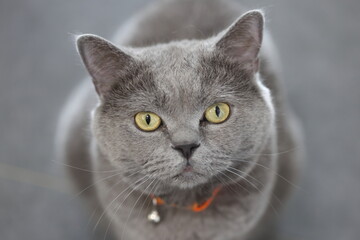 close up portrait of a british shorthair cat	
