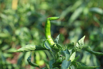 green chili peppers in the garden