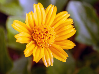 blooming pretty yellow creeping daisy flower, close-up of pollen yellow creeping daisy flower,  yellow creeping daisy flowers growing in rainy season