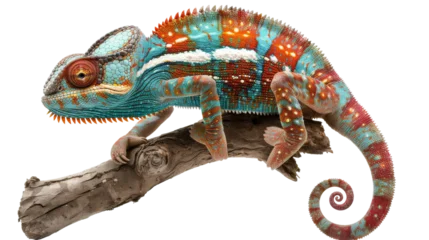 Fotobehang Kameleon A vibrantly colored chameleon perched on a branch, showcasing its unique and striking patterns and adaptive camouflage abilities.  © reels