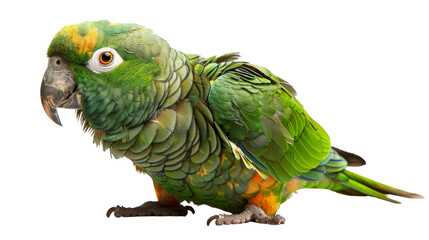 Fototapeta premium Beautiful green parrot with vivid feathers, isolated on a white background. Perfect for nature, animal, and bird-themed projects.