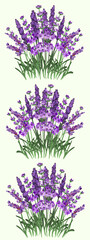 Fototapeta premium Colored background with bouquets of lavender.Vector pattern with blooming lavender on a colored background.