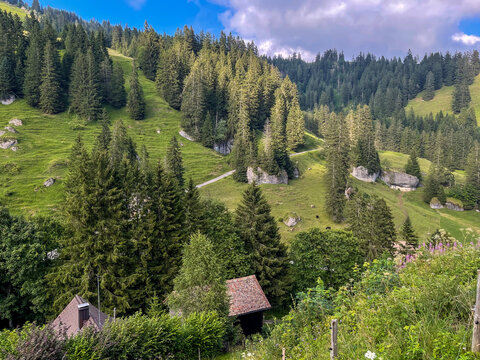 scenic alpine hillside with meadows, cattles, fir trees and rocks in summer, Rigi Kloesterli, Switzerland