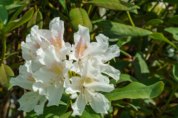 White rhododendron azalea flowers on bush with evergreen leaves. White flowers bloom in public landscaped city park 