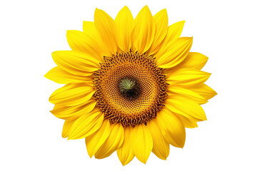 Fototapeta premium Vibrant Sunflower Blooming Under Bright Summer Sunlight in a Lush Green Field on Transparent PNG Background.