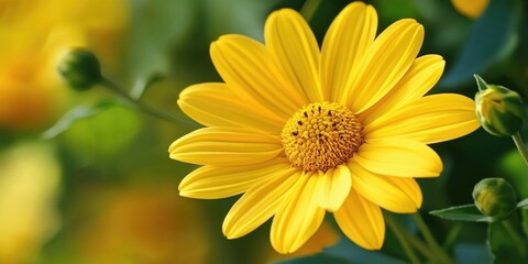 Fototapeta premium Yellow flower with green leaves