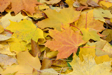 a bunch of autumn leaves with a yellow leaf on the ground
