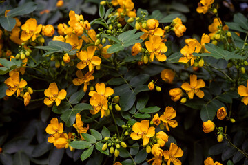 yellow flowers in the garden