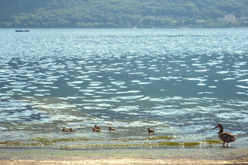 family of ducks on the beach