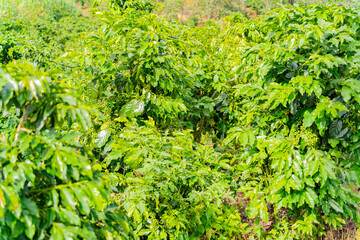 The fruits of the coffee tree.
Unripe coffee fruits on Arabica trees. The highlands near Dalat in Vietnam.