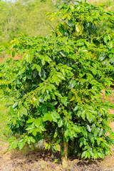 The fruits of the coffee tree.
Unripe coffee fruits on Arabica trees. The highlands near Dalat in Vietnam.