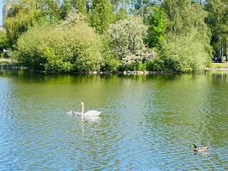 ducks in the lake