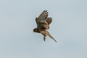 Turmfalke