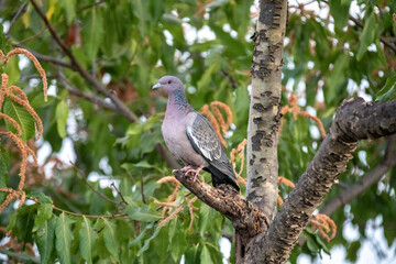 South American wild pigeon (Patagioenas picazuro)