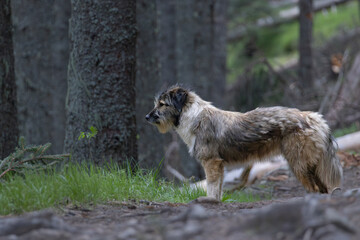dog on mountain the road