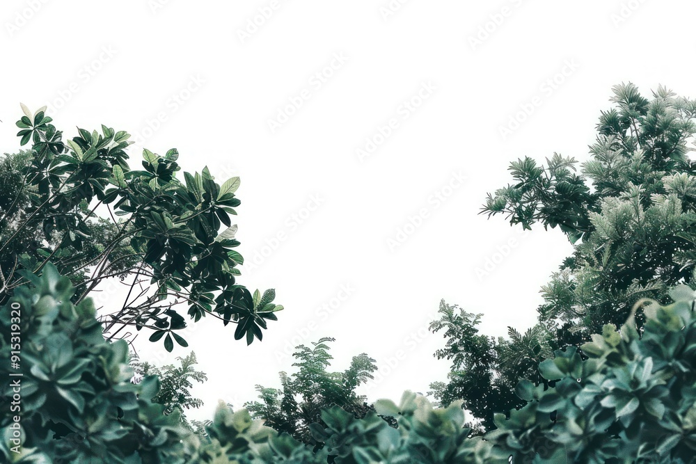 Poster Lush green foliage against sky