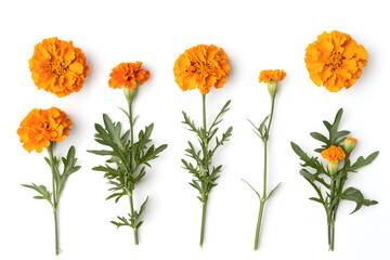 Collection marigolds flowers isolated on a white background