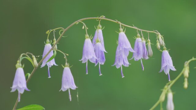 Flowers of the forest blue Harebell swaying in the wind. Campanula rotundifolia