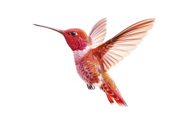Obraz premium Colorful hummingbird in flight