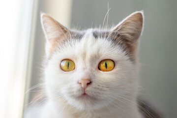 Close-up of a white cat with an attentive look in a room on a blurred background