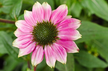 Obraz premium Close-up of a large roas flower of the genus Echinacea with gren leaves in the background.