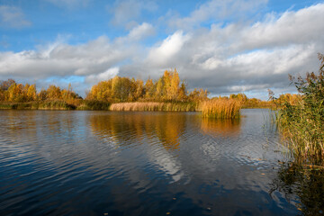 Forest lake on a sunny autumn day. The shore and islands are overgrown with yellow reeds and cattails. Foliage of birches and bushes is in apricot colors. Blue sky with beautiful low white-gray clouds