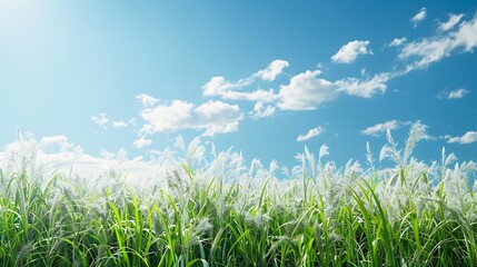 Obraz premium Green grass field with delicate white flowers under a blue sky dotted with fluffy clouds, ideal for nature, environment, or outdoor-themed projects,