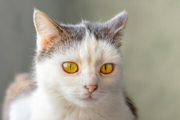 Close-up of a white cat with an attentive look in a room on a blurred background