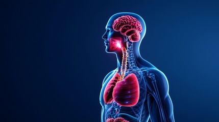 Futuristic human anatomy illustration highlighting the respiratory and digestive systems
