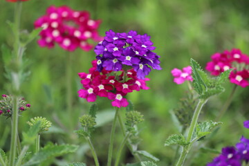 Purple and pink garden verbena flowers. Close up.