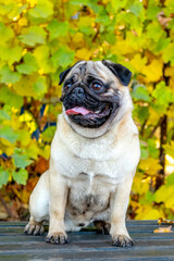 Obraz premium A small pug is sitting on a bench in an autumn park