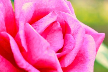 アップのピンクの薔薇