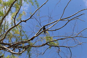 bird on a tree branch against a blue sky