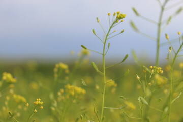 Obraz premium field of yellow flowers