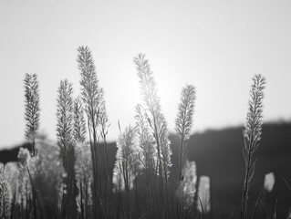 Serene Black and White Sunlit Grass Stalks Silhouetted Against Sky