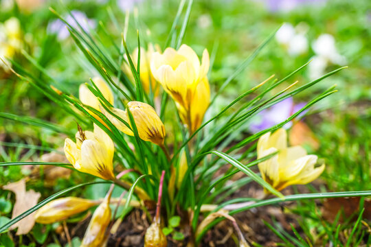 Krokusbl&uuml;te, Krokusse (Crocus) als Stillleben, Nahaufnahme und Detailansicht