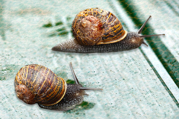 Garden snails in close up