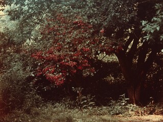 Lush Green Foliage and Vibrant Red Flowers in a Dense Forest Setting
