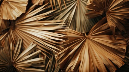Dry palm leaves forming a background. Close-up of tropical fan-shaped foliage. Natural backdrop. Top view with space for text.