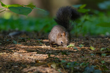 squirrel in the forest