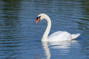 Fototapeta premium Mute swan, Cygnus olor. In the early morning, a majestic bird floats on the blue waters of the river