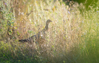 Phasianus colchicus. Ring-necked Pheasant. A young bird hides in dense vegetation