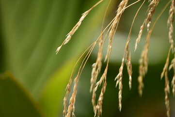 peque&ntilde;as ramas de trigo en la verde maaturaleza