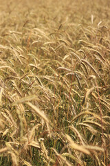Close-up of ears of rye, field of rye on a summer day. Harvest ripening period. Natural background. Fields and meadows. Agricultural concept