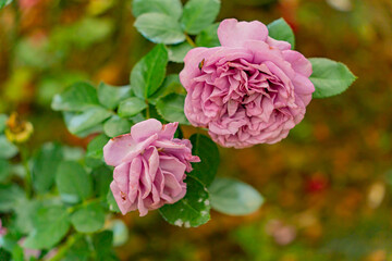 The rose flower. 
A nature park in the highlands of Dalat in Vietnam.