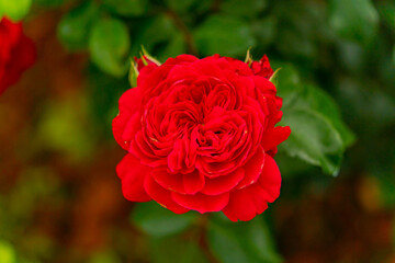 The rose flower. 
A nature park in the highlands of Dalat in Vietnam.