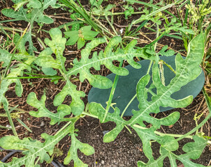 Fresh long watermelon is the local fruit in Indonesia. Watermelon watermelon in the field watermelon. Selective focus.
